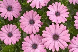 Osteospermum Ecklonis Flower Seeds Heirloom Non GMO Planting - 100 for planting in home garden